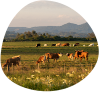 Impacts, adaptation and vulnerability of extensive livestock systems to shocks
