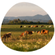 Impacts, adaptation and vulnerability of extensive livestock systems to shocks