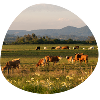 Impacts, adaptation and vulnerability of extensive livestock systems to shocks