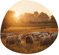 On the Impact of Cattle Farming on Human Health and Nutrition in Long-run History First Quantitative Estimates