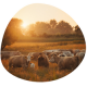 On the Impact of Cattle Farming on Human Health and Nutrition in Long-run History First Quantitative Estimates