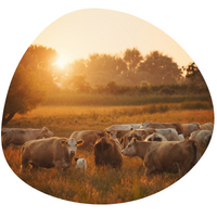 On the Impact of Cattle Farming on Human Health and Nutrition in Long-run History First Quantitative Estimates