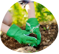 Tracking long-term changes in the morphology of domestic plants and animals as a marker of environmental and socio-economic transformations.