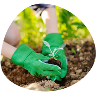 Tracking long-term changes in the morphology of domestic plants and animals as a marker of environmental and socio-economic transformations.
