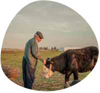 Traditional Livestock Farming in Anatolia