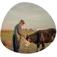 Traditional Livestock Farming in Anatolia